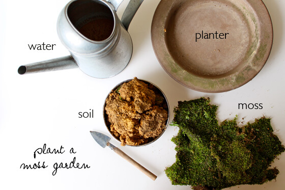 Materials to make your moss garden