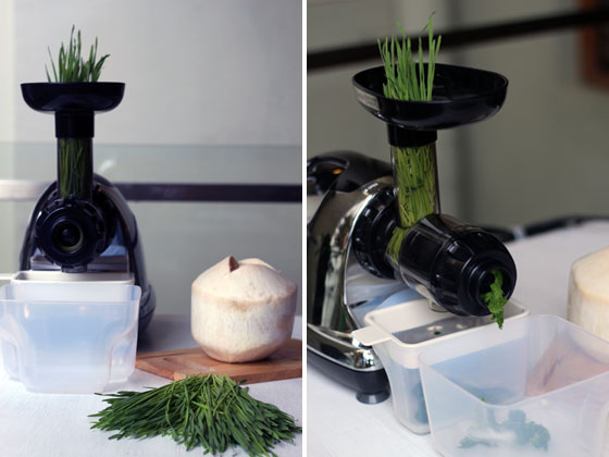 Juicing wheatgrass in a slow juicer