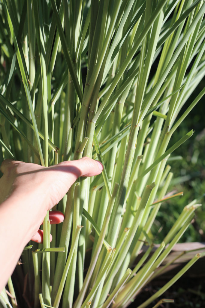 How to use lemongrass in DIY skincare | www.littlegreendot.com