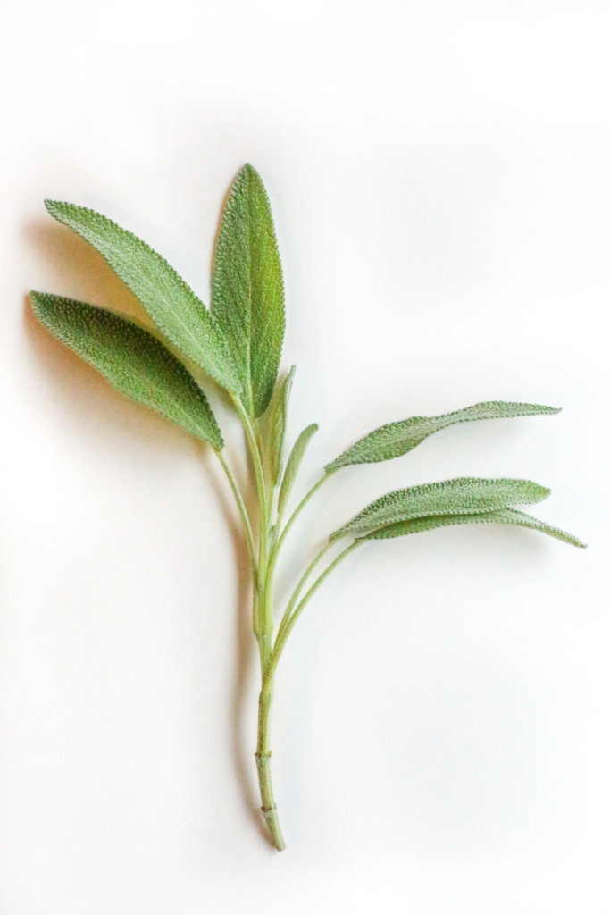 Herb of the Month: SAGE | Little Green Dot