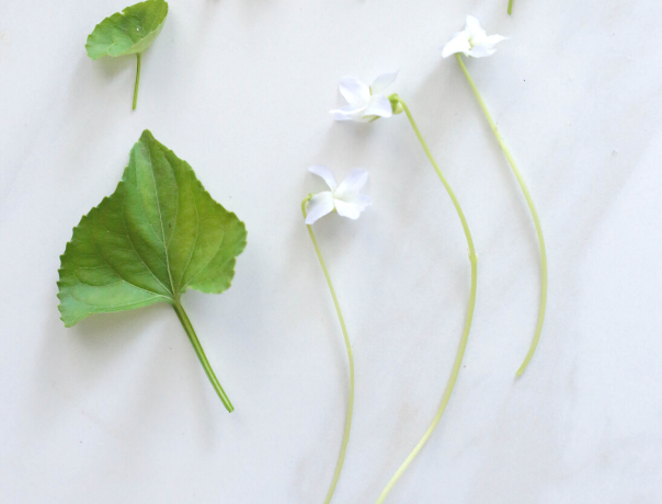 How to use Violet flowers & leaves in your skincare