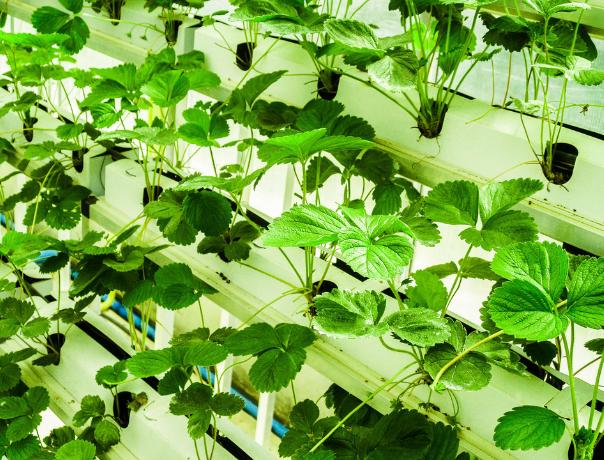 Urban Farming – In your own apartment!