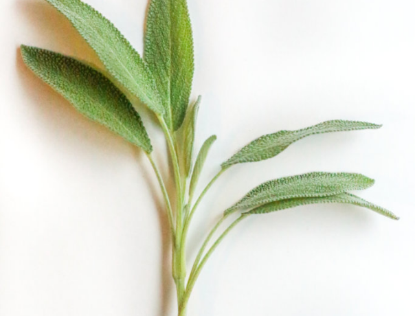 Herb of the Month: SAGE