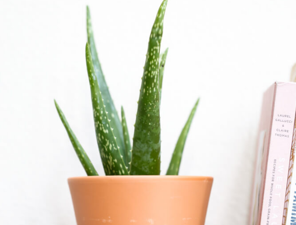 For your Indoor Garden: Aloe Vera
