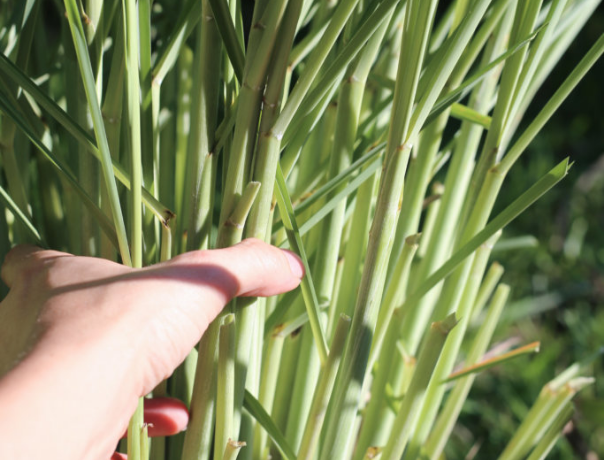In the Pantry – How to Use Lemongrass in DIY Skincare