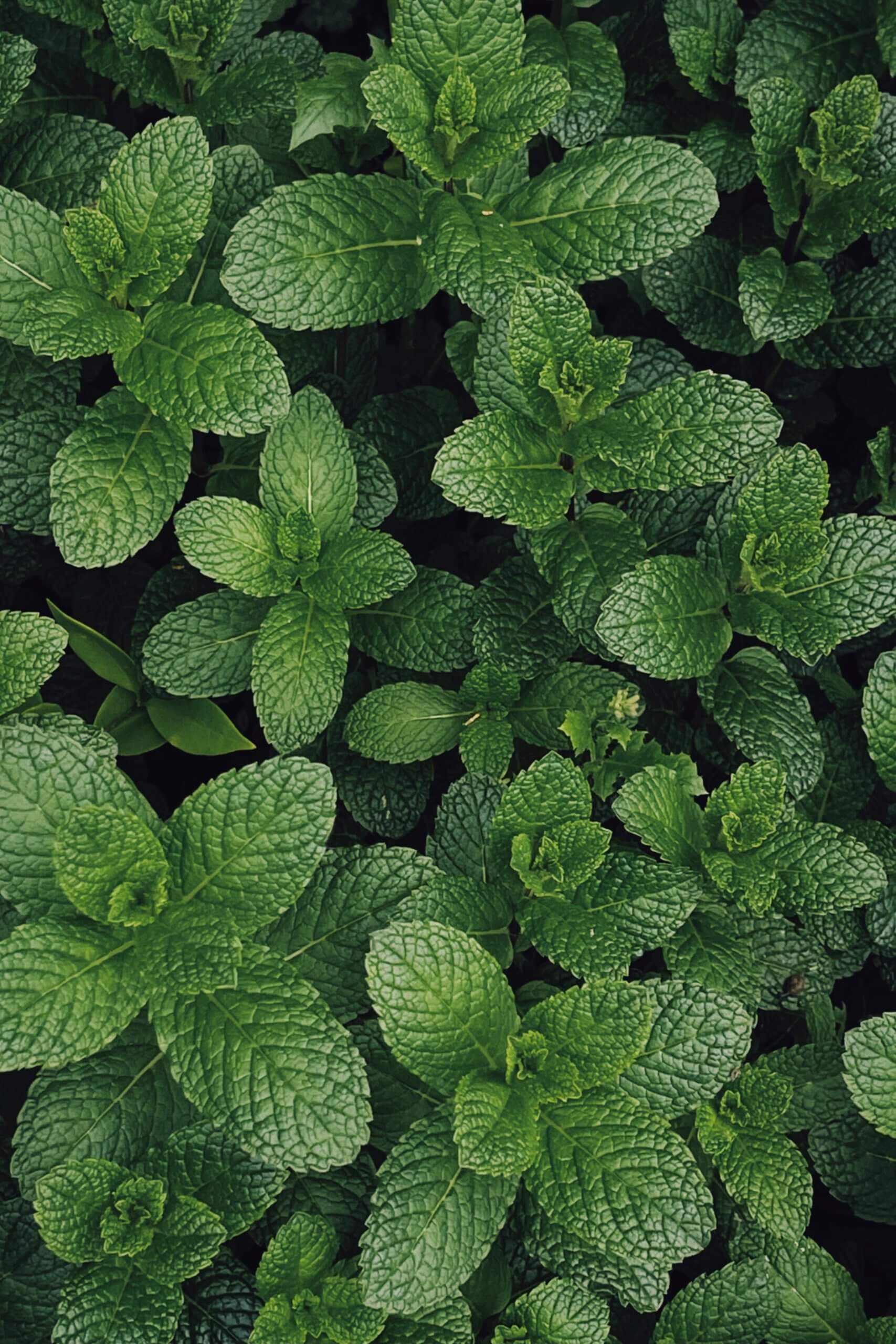 The Common Herb for Skin Series: MINT